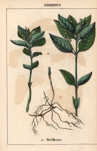 Urt kvikksølv   , fra "The Instructive Picturebook, or Lessons from the Vegetable World," [Charlotte Mary Yonge], Edinburgh av English School