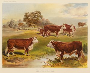 Hereford-kveg (fargelitografi) av English School