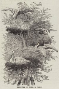 Heronry i Cobham Park (gravering) av English School