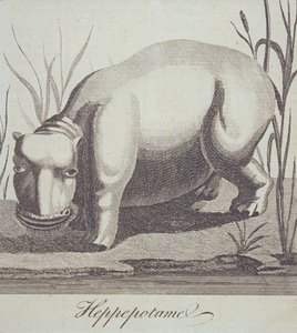 Hippopotamus, fra The Gentlemans Magazine, utgitt i desember 1772 av English School