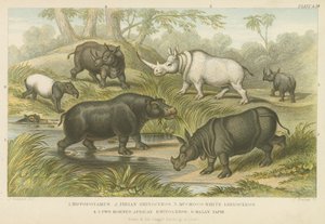 Flodhest, neshorn og tapir (farget gravering) av English School