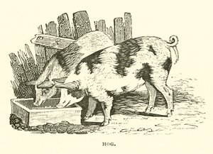 Gris (gravering) av English School