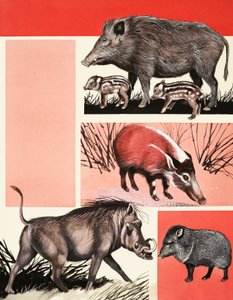 Hogs and Boars-montasje av English School