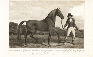 Hohenloe, en kastanje-araber som tilhører hans fredelige høyhet markgreven av Anspach av English School