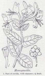 Honeysuckle (litho) av English School