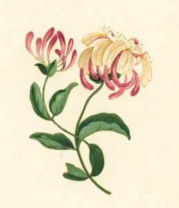 Kaprifol, Lonicera Periclymenum (fargelitografi) av English School