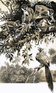 Hornbill og aper av English School