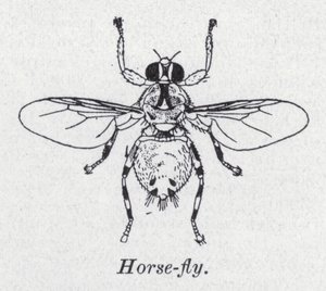 Hesteflue (litho) av English School