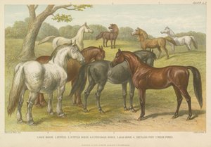 Hester og ponnier (farget gravering) av English School
