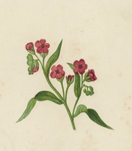 Hound's-Tongue, Cynoglossum Officinale (farge litho) av English School