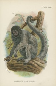 Humboldts Woolly Monkey av English School