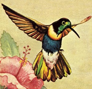 Hummingbird av English School