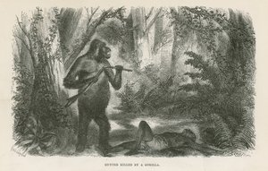 Jeger drept av gorilla av English School