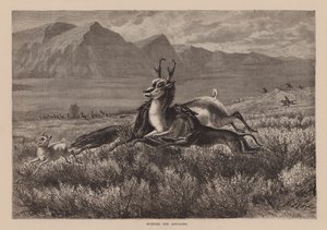 Jakt på antilopen (gravering) av English School