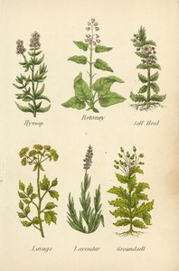 Isop, Betonium, Selvhelbredende, Løpstikke, Lavendel, Groundsell (fargelitografi) av English School