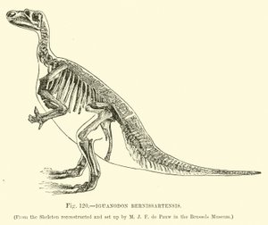 Iguanodon Bernissartensis av English School