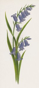 Illustrasjon for A Dream of a Garden (farge litho) av English School