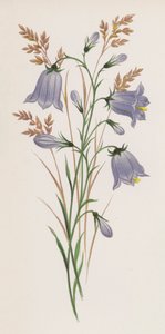 Illustrasjon for A Dream of a Garden (farge litho) av English School