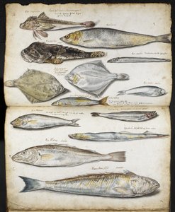 Illustrationen zu De Historia Piscium, von John Ray, c.1686
