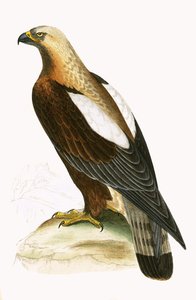 Imperial Eagle, illustrasjon fra 'A History of the Birds of Europe Not Observed in the British Isles' av Charles Robert Bree (1811-86), utgitt 1867 av English School