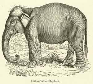 Indisk elefant (gravering) av English School
