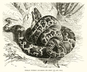 Indisk Python knuser byttet sitt av English School