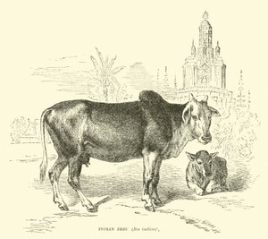 Zebu-indianere, Boss indicus av English School