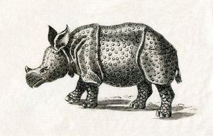 Indisk neshorn, eller større enhornet neshorn, Rhinoceros unicornis, fra et trykk fra 1700-tallet (gravering) av English School