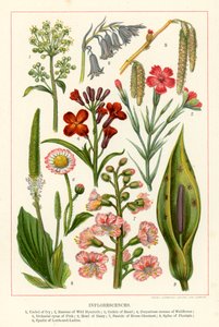 Blomsterstander (fargelitografi) av English School