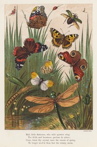 Insekter (fargelitografi) av English School