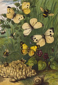 Insekter (fargelitografi) av English School
