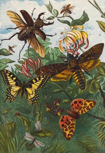 Insekter (fargelitografi) av English School