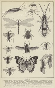 Insekter (gravering) av English School