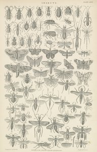 Insekter (gravering) av English School