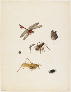 Insekter, ca. 1805 (blekk, wc og grafitt på papir)