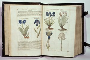 Iris (Flowers de-luce), seks varianter fra 