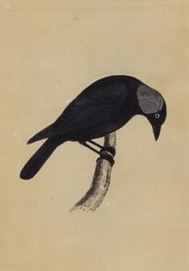 Jackdaw (fargemedlemmer) av English School