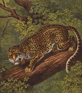 Jaguar (farge litho) av English School