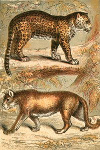 Jaguar og Puma av English School
