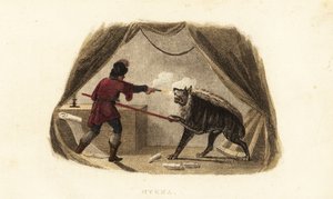 James Bruce dreper en hyene med en pistol og gjedde i teltet sitt i Maitsha, Abyssinia (nær Gondar, Etiopia) av English School