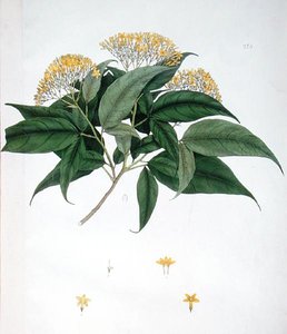 Jasminum Heterophyllum (farge litho) av English School