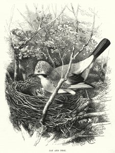 Jay and Nest (gravering) av English School