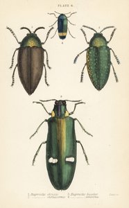 Juvelbiller: Buprestis chrysis 1, Buprestis sternicornis 2 av English School