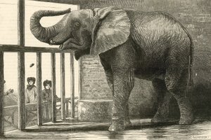Jumbo, den store afrikanske elefanten i den zoologiske hagen (gravering) av English School