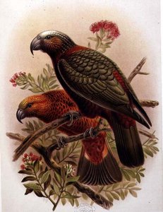 Kaka Papegøye og Variety Kaka-Kura fra 