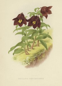 Kamchatka fritillary eller Kamchatka lilje av English School