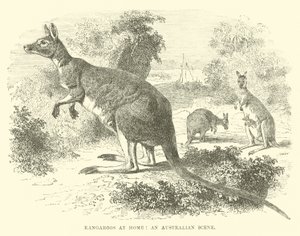 Kenguruer hjemme, en australsk scene av English School