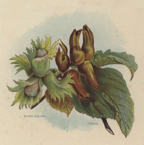 Kentish Cob-nøtter, Filberts av English School