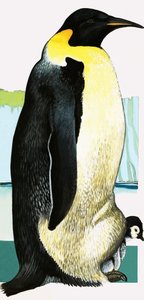 Kong Penguin av English School