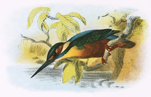 Kingfisher